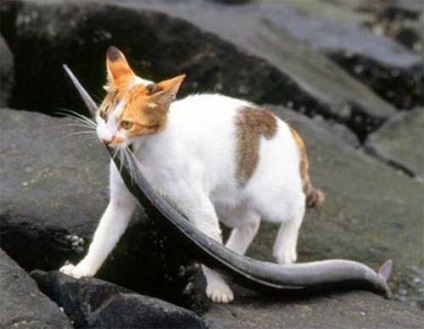 Pisici pe prowl - toate distractiv! (Interesante) Pisici pe prowl - toate distractiv!