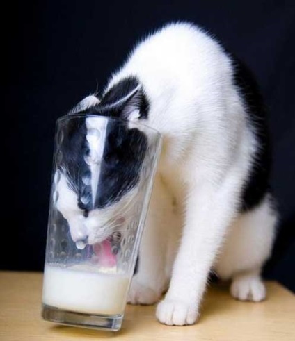 Pisici pe prowl - toate distractiv! (De vanatoare) Pisici pe prowl - toate distractiv!