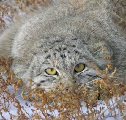 Pisici pe prowl - toate distractiv! (Pisici) Pisici pe prowl - toate distractiv!