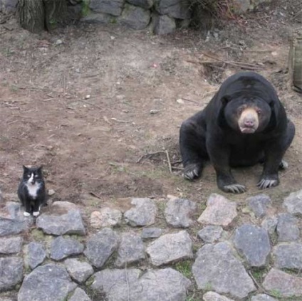 Pisici pe prowl - toate distractiv! (De vanatoare) Pisici pe prowl - toate distractiv!