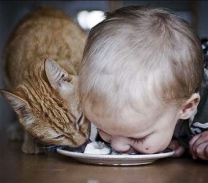 Pisici pe prowl - toate distractiv! (De vanatoare) Pisici pe prowl - toate distractiv!