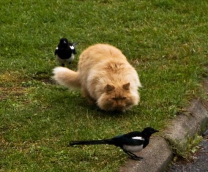 Pisici pe prowl - toate distractiv! (Interesante) Pisici pe prowl - toate distractiv!