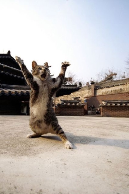 Pisici pe prowl - toate distractiv! (Pisici) Pisici pe prowl - toate distractiv!