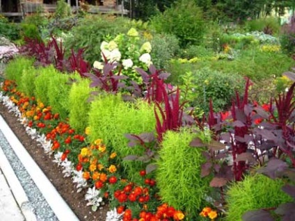Cultivarea Kochia broomcorn și aplicare (broomcorn) Cultivarea broomcorn Kochia și utilizare
