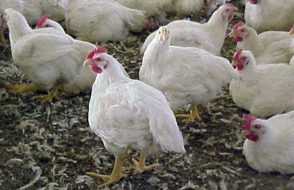 Pui broiler (gâște) pui broiler