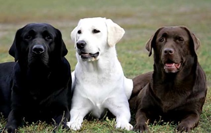 Черен лабрадор кученце, черен лабрадор ретривър (снимки и видео)