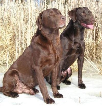 Labrador de culoare ciocolata, Labrador (crescător) Ciocolata culoare Labrador, Labrador
