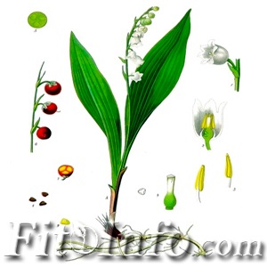 Lacramioare - rețetele și regulile de utilizare a plantelor medicinale (medicinale) Lacramioare - rețetele și regulile de utilizare a plantelor medicinale
