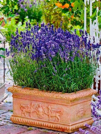 îngrijire Lavandă, udare, fotografie, schimbare, dăunători (de îngrijire) îngrijire lavanda, udare, fotografie, schimbare, dăunătorii