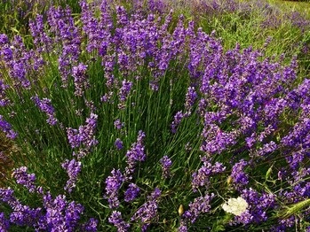 îngrijire Lavandă, udare, fotografie, schimbare, dăunători (de îngrijire) îngrijire lavanda, udare, fotografie, schimbare, dăunătorii