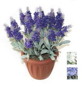 îngrijire Lavandă, udare, fotografie, schimbare, dăunători (udare) îngrijire lavanda, udare, fotografie, schimbare, dăunătorii