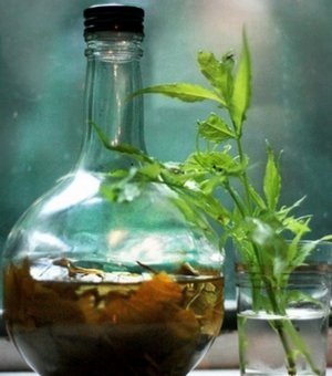 Proprietățile medicinale ale bujorului medicinale, cum să facă o tinctură de rădăcină de flori (medicament) Proprietățile medicinale ale bujorului medicinale, modul de a face o tinctura de radacina unei flori