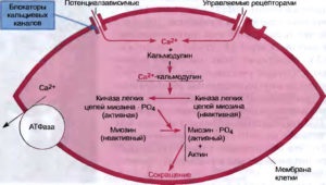 Tratamentul schemelor de hipertensiune arterială și medicamente moderne (arterială) Tratamentul schemelor de hipertensiune arterială și medicamente moderne