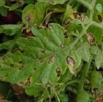 tomate tratament Cladosporium (tomate boala lupta) tomate tratament Cladosporium