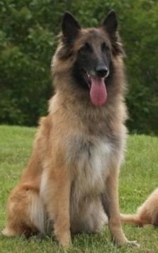 Tratamentul nervului ciupit câine, heppidogs (pensarea nervului nervului) Tratamentul nervului ciupit câine, heppidogs