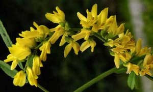 Medicinal trifoi plantelor proprietăți și contraindicațiile utile (trifoi proprietăți medicinale) plante medicinale trifoi proprietăți utile și contraindicații