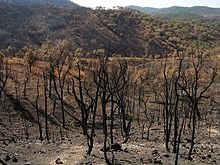 Wildfire - it (aerosoli produse gazoase) Wildfire - l