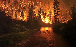Wildfire - l (foc) Wildfire - l