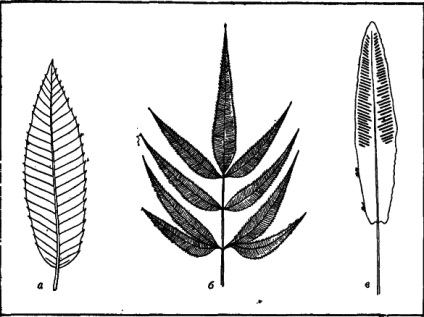 Vara în ianuarie - minunile subtropicale noastre (pădure Batumi acolo) Vara în ianuarie - minunile subtropicală noastre