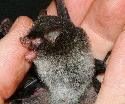 Un liliac a zburat în casă (mouse-ul) Un liliac a zburat în casă