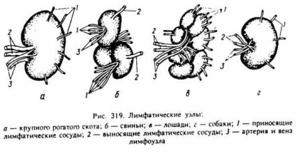 Sistemul limfatic (practica veterinară utilizat) Sistemul limfatic
