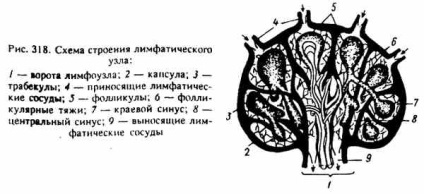 Sistemul limfatic (bovine) Sistemul limfatic
