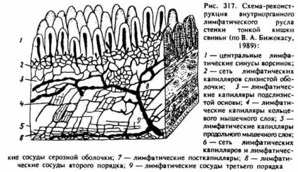 Sistemul limfatic (bovine) Sistemul limfatic