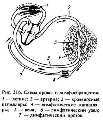 Sistemul limfatic (limfatic) Sistemul limfatic