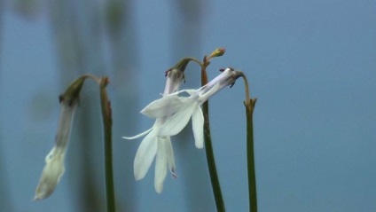 specii Lobelia și soiuri de flori neobisnuite (descriere si poze)