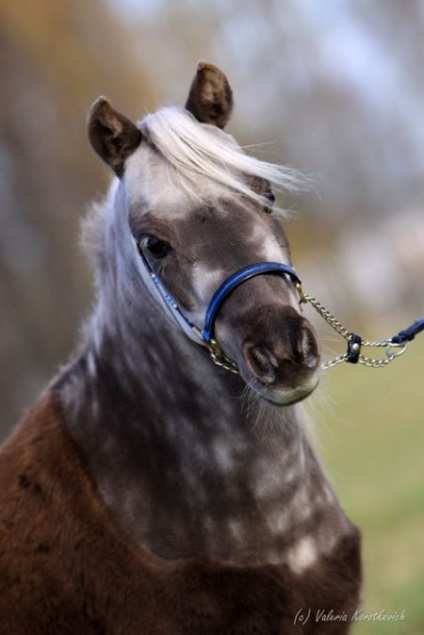 Cal-ghid - site despre cai (Falabella) Cal-ghid - site despre cai