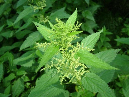 Cel mai bun mod de a scoate nicotina din organism (global dumneavoastră de sănătate) Cel mai bun mod de a scoate nicotina din organism