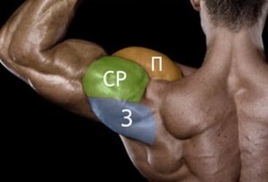 Cele mai bune exerciții în Delta spate cu descrieri detaliate, fotografii și video (cel mai bun) Cele mai bune exerciții în Delta spate cu descrieri detaliate, fotografii și video