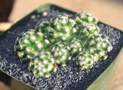 Mammillaria - îngrijire la domiciliu (plante de casa) Mammillaria - îngrijire la domiciliu
