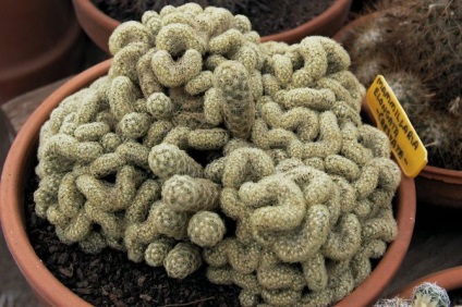 Mammillaria - îngrijire la domiciliu (plante de casa) Mammillaria - îngrijire la domiciliu