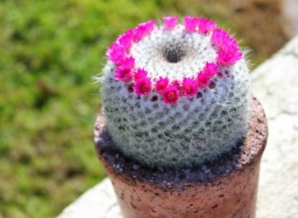 Mammillaria - îngrijire la domiciliu (condiții) Mammillaria - îngrijire la domiciliu