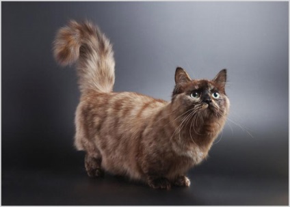 fotografii Munchkin cat si clipuri video, pret, caracter, descriere rasa (Munchkin) fotografii pisică Munchkin și clipuri video, pret, caracter, descriere rasa
