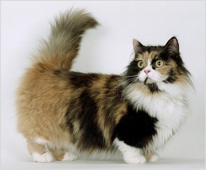 Munchkin котка снимки и видеоклипове, цена, характер, описание порода