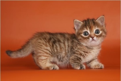 fotografie Munchkin pisică, descriere rasa, pret (roca) Munchkin pisica fotografie, descriere rasa, pret