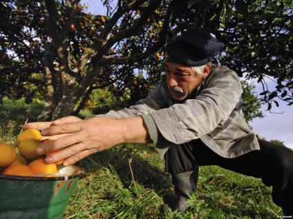 Mandarin - fructul principal al Abhaziei (mandarină) Mandarin - fructul principal al Abhaziei