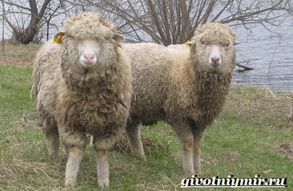 Oile Merinos (Merinos lână) oi Merino