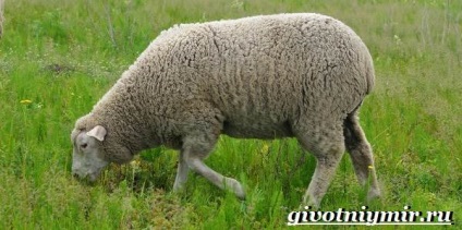 Oile Merinos (Merinos fire) oi Merino