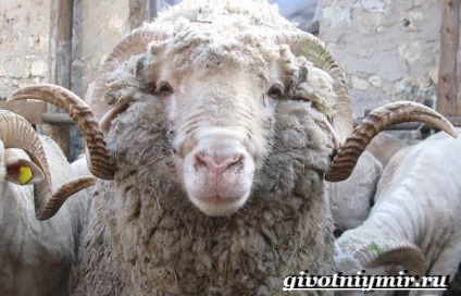 oi Merinos (viață de oaie merinos) oi Merino