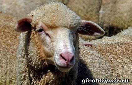 Oile Merinos (Merinos) oi Merino