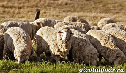 Oile Merinos (Merinos de a cumpăra) oi Merino