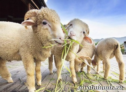 Oile Merinos (Merinos de a cumpăra) oi Merino