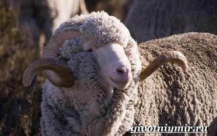 Oile Merinos (Merinos fire) oi Merino