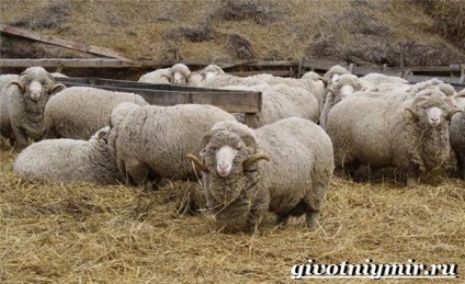 Oile Merinos (Merinos lână) oi Merino