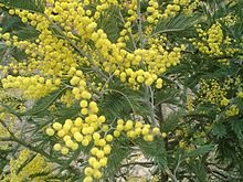 Mimosa - este 1 (care a adăugat o atingere) Mimosa - 1