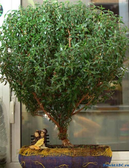 Myrtle - îngrijire la domiciliu (mirt) Myrtle - îngrijire la domiciliu