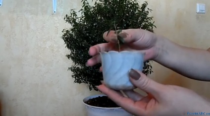 Myrtle - îngrijire la domiciliu (de ingrijire) Myrtle - îngrijire la domiciliu